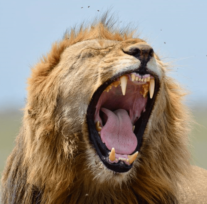 african male lion roaring